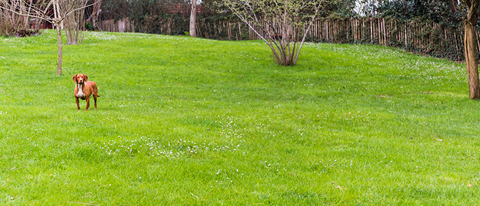 A home's large green yard with dog standing in middle