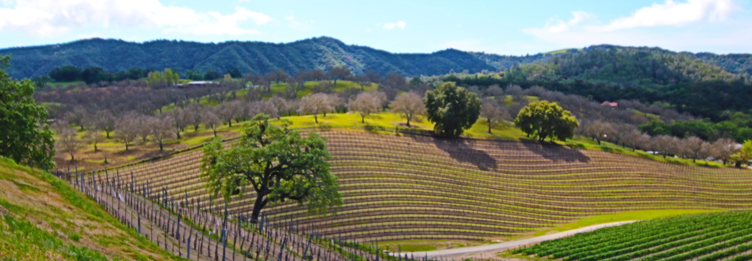 California Wine Country Real Estate Brokerage Builds Business on dotloop